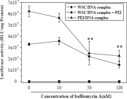 Figure 7 Effect of bafilomycin A1 on the gene transfection in 293 T cells. WSC/DNA complex was prepared at charge ratio 10 and the amount of PEI used was 0.5 Ag. Different amounts of bafilomycin A1 diluted in DMSO were put into the wells. After 10 min incubation period, transfection solutions were added into the wells. The cells were incubated in the transfection solution for 4 h and then in the growth medium for 48 h (Adapted from CitationKim et al 2005).