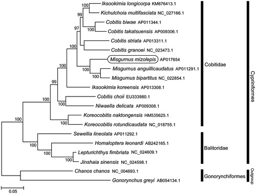 Figure 1. Phylogenetic position of Misgurnus mizolepis based on a comparison with the complete mitochondrial genome sequences of 17 Cyprinidae species and 2 outgroup species. The analysis was performed using the MEGA 7.0 software. The accession numbers for each species are indicated after the scientific names.