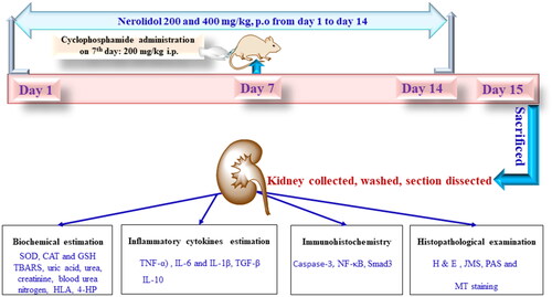 Figure 1. Shows the treatment plan for the in vivo study. SOD; superoxide dismutase; CAT; catalase; GSH; glutathione; TBARS; thiobarbituric acid-reactive substances; HLA; hyaluronic acid; 4-hydroxyproline; TNF-α; tumour necrosis factor α, ILs; interleukins; TGF-β; transforming growth factor beta; NF-κB; nuclear factor kappa-light-chain enhancer of activated B cells, H&E; hematoxylin and eosin, JMS; jones methenamine silver, PAS; periodic acid–schiff, MT; masson’s trichrome.