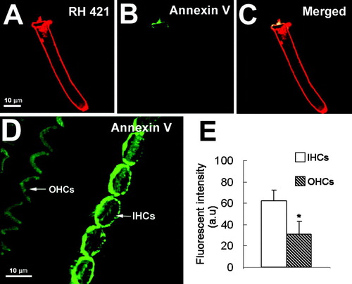 Figure 2.  Confocal images of hair cells labeled with annexin V-Alexa fluor 488 and RH 421 in regular perilymph solution. (A–C) RH 421 labels the entire cell membrane, while annexin V labeling is restricted to the apical domain, including the membranes of the stereocilia and in the cuticular plate region. (D) annexin V labeling of a whole-mount organ of Corti. Annexin V labeled PS labels IHCs more intensely than OHCs. (E) quantification of annexin V labeling of 30 IHC and 114 OHCs. Labeling was significantly different (p<0.05). Bar: 10 µm.