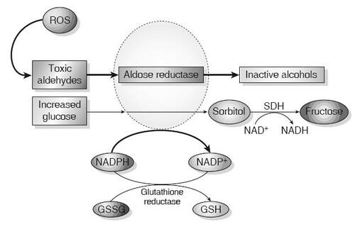 Figure 1 Aldose reductase and the polyol pathway. Aldose reductase reduces aldehydes generated by ROS to inactive alcohols, and glucose is converted to sorbitol, using NADPH as a co-factor. For cells in which aldose reductase activity is sufficient to deplete reduced GSH, oxidative stress is augmented. Sorbitol dehydrogenase (SDH) oxidizes sorbitol to fructose using NAD+ as a co-factor (CitationBrownlee 2001) (Adapted by permission from Macmillan Publishers Ltd: Nature, Vol. 414, 2001).