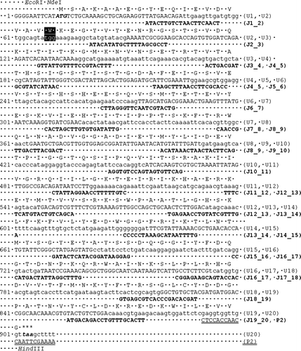Supplementary Figure 1.  Nucleotide sequence of synthetic lysenin gene. The coding strand synthetic oligonucleotides are in capital and lower-case letters, alternately, and are marked by symbols “Ux” on the right margin of the same row; oligonucleotides joining the upper ones during ligation are written in bold capital letters and marked by symbols “Jx_x + 1” on the right margin. The amino acid sequence of lysenin is given above the coding upper strand. Start and stop codons are in bold italics. The nucleotide sequence of oligonucleotide P2 which allowed amplification of the final PCR product is double underlined. Tryptophan 20 that was substituted with alanine in W20A lysenin-His is indicated by black background.