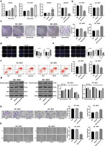 Figure 2. DEX inhibits OC proliferation and invasion by upregulating miR-185 expression. miR-185 with low or over expression was transfected into HO-8910 cells treated with 100 nmol/L DEX. A, miR-185 expression detected using RT-qPCR; B, cell viability detected using MTT assay; C, number of cell colonies detected using colony formation assay; D, cell proliferation measured using EdU assay; E, cell apoptosis detected using flow cytometry; F, cell apoptosis detected using TUNEL assay; G, expression of apoptosis-related proteins detected using Western blot analysis; H, cell invasion evaluated using Transwell assay; I, cell migration detected using scratch test; all experiments were performed for three times, and data in panels A/B/C/D/E/F/H/I were analyzed using one-way ANOVA, and data in panel G were analyzed using two-way ANOVA, followed by Tukey’s multiple comparisons test; *, p < 0.05; **, p < 0.01