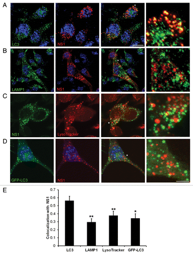 Figure 4. JEV NS1 colocalizes with endogenous LC3 but not with GFP-LC3. (A and B) JEV-infected Neuro2a cells (MOI 5, 24 h pi) were stained with mouse NS1 (red) and rabbit LC3 (green) (A), or with mouse NS1 (red) and rabbit LAMP1 (green) antibodies (B). Nuclei were visualized by DAPI staining (blue). (C) JEV-infected Neuro2a cells were given a pulse of LysoTracker Red, fixed and stained with NS1 antibody (green). (D) GFP-LC3 (green)-transfected Neuro2a cells were infected with JEV and stained with NS1 antibody (red). Color merged images are shown in the third panels. Extreme right panels show a magnified view of the region corresponding to the asterisk (*). Scale bar: 10 µm and 3 µm (extreme right panels). (E) Bar graph showing the extent of colocalization of JEV NS1 with LC3, LAMP1, LysoTracker Red and GFP-LC3-positive compartments. Colocalization index between NS1 and endogenous LC3 is significantly higher than with LAMP1, LysoTracker Red, and GFP-LC3. The Student t test was used to calculate P values. *P < 0.05, **P < 0.01.