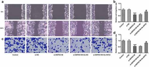 Figure 6. KIF23 reverses the inhibitory effect of si-DEPDC1B on migration and invasion of HCC cells cancer cells. (a-b) Relative cell migration rate of HCCLM3 cells in the control, si-NC, si-DEPDC1B, si-DEPDC1B+Oe-NC and si-DEPDC1B+Oe-KIF23 groups was assessed by wound healing assay. ***P < 0.001, ##P < 0.01. (c-d) Relative cell invasive rate of HCCLM3 cells in the control, si-NC, si-DEPDC1B, si-DEPDC1B+Oe-NC and si-DEPDC1B+Oe-KIF23 groups was determined by transwell assay. ***P < 0.001, ##P < 0.01.