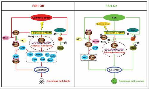 Figure 11. A schematic model of autophagy regulation by FSH in GCs suffering oxidative stress.
