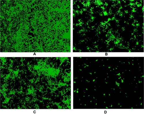 Figure 5 The fluorescence microscope assay of PAB in combination with FLC against biofilm (10x). (A) The control (without FLC and PAB); (B) 16 µg/mL FLC; (C) 4 µg/mL PAB; (D) 4µg/mL PAB + 16µg/mL FLC.