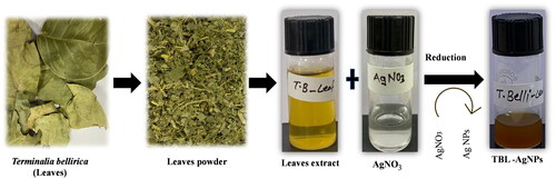 Figure 1. Schematic representation of green mediated silver nanoparticles (AgNPs) synthesis using Terminalia bellirica leaves extract.