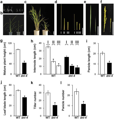 Figure 1. Analysis of dnl-4 mutant phenotypes