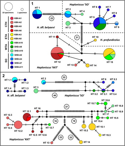 Fig. 9. 16S (1) and COI (2) haplotype networks of the Haploniscus belyaevi species complex and H. profundicolus. Haplotypes are colour-coded after their sampling area and geographic area following Johannsen et al. (Citation2020). Circled numbers represent mutation steps for improved clarity. HT, haplotype.