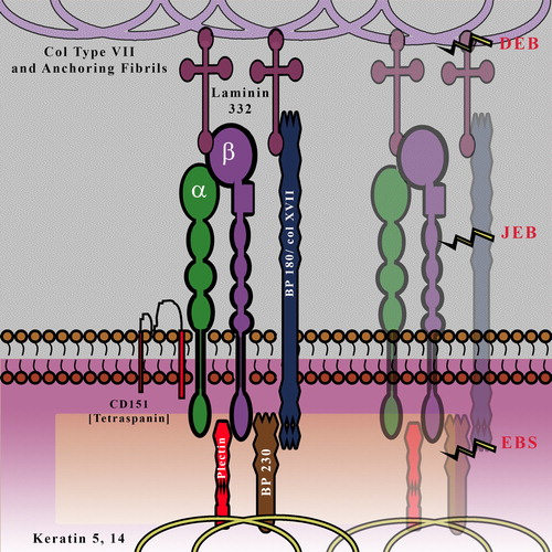 Figure 2. Schematic Representation of the Hemidesmosome: It is composed of a network of structural proteins which provides a firm connection between the basal keratinocytes and the dermis; the basal keratinocytes are connected to the BM via the hemidesmosome-anchoring filament complex, which in turn is connected to the dermis via anchoring fibrils. Various forms of EB (skin blistering diseases) are a result of defect at different levels of this network. BP230, Dystonin/BPAG1; BP180, Collagen XVII; DEB, Dystrophic EB; JEB, Junctional EB; EBS, EB simplex.