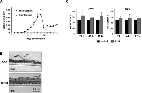 Figure 3. IL-1β increases transepithelial resistance in a human 3D epithelial model.