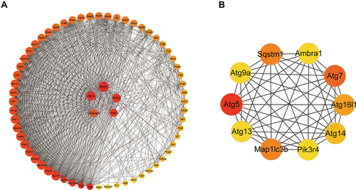 Figure 1 The construction of PPI network. According to the five coexpressed differential genes, other sixty interactive genes were predicted (A). The top 10 genes constructed a circle network using CytoHubba plug-in of Cytoscape software (B). The depth of the color and the size of the node correspond to the weighted score.