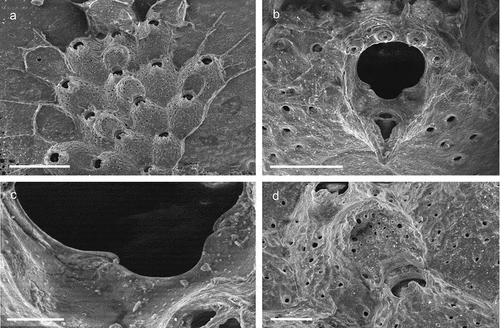 Figure 24. Schizomavella (Schizomavella) subsolana. (a) Colony. (b) Orifice and suboral avicularium. (c) Zooidal orifice showing the sinus. (d) Ovicell. Scales: (a) 500 µm; (b, d) 100 µm; (c) 200 µm.