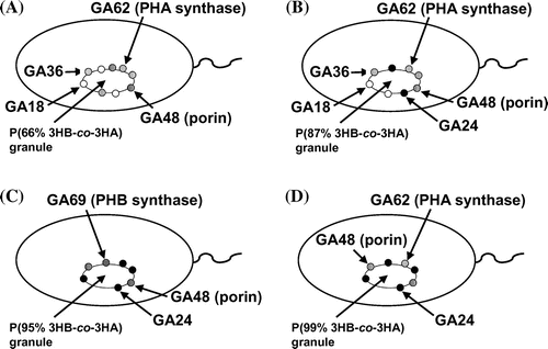 Fig. 3. The localization model of the proteins associated with polyester granules accumulated in (A) Pseudomonas sp. 61–3 (phbC::tet)/pJKSc46-pha, (B) Pseudomonas sp. 61–3 (phbC::tet)/pJKSc54-phab, (C) Pseudomonas sp. AC1-TnK, and (D) Pseudomonas sp. BCG-TcGm/pJKSc54-phab.