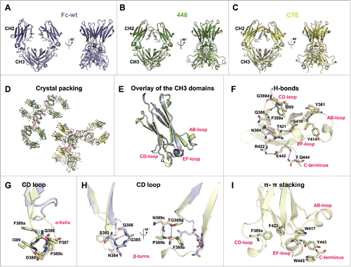 Figure 3. Crystal structures of the Fcabs 448 (2.44 Å) and CT6 (2.50 Å) in comparison with human IgG1-Fc (Fc-wt). Cartoon representation of the overall structure of (A) Fc-wt (violet; PDB: 5JII), (B) 448 (green) and (C) CT6 (yellow), each of them rotated by 90° around the vertical axis. (D) Crystal packing of 448 (green) and CT6 (yellow). The 2mFo-DFc density map drawn at RMSD = 1 of the mutated residues in the CD loops of the middle Fcab molecule are depicted as pink mesh. (E) Overlay of the CH3 domains (chain A) of Fc-wt, 448 and CT6. (F) H-bonds (NH-OC and OH-OC, < 3.5 Å) containing mutated regions of CT6 are shown as blue dashed lines. (G) Close-up view of the superimposed CD loop of Fc-wt (violet) and CT6 (yellow) with focus on selected (G) α-helix and (H) β-turns. Blue dashed lines represent important H-bonds (i+3) (I) Network of CT6 residues involved in π-π stacking (< 6.0 Å) is depicted.