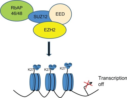 Figure 1 Schematic representation of transcriptional gene repression by enhancer of zeste homolog 2 (EZH2). Proposed mechanism leads to aberrantly high levels of trimethylation on histone H3K27 in cancer.