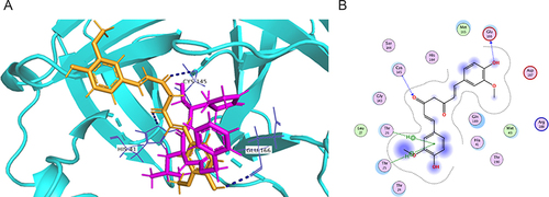 Figure 1 (A) Curcumin (in bright Orange sticks) docked on main protease enzyme (cyan cartoon) and overlapped with GC-376 (in mauve sticks). H-bond interactions formed with protease amino acids are shown in blue dots. (B) interactions of curcumin with SARS-CoV-2 main protease.