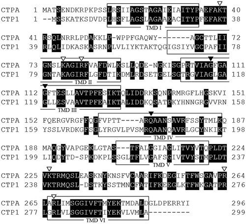 Fig. 3. Amino acid sequence alignment of CTPs derived from A. niger WU-2223L (CTPA) and S. cerevisiae S288c (CTP1).