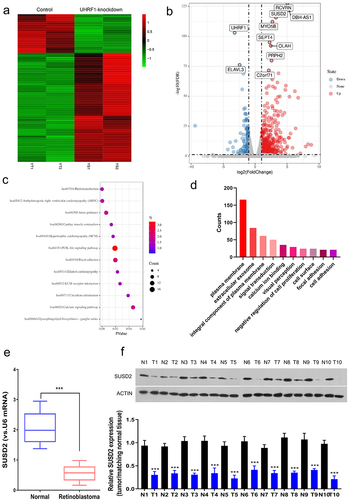 Figure 1. SUSD2 is downregulated in retinoblastoma tissues and cells. Identification of differentially expressed mRNAs (DEMs) between the UHRF1 knockdown and the control retinoblastoma Y79 cells (GSE135424) with LogFC≥2, P < 0.05. (a) Heat map of DEMs. Green, low expression; Red, high expression. (b) Volcano plot indicated DEM distribution. (c) KEGG pathway enrichment analysis of DEMs. (d) Gene ontology (GO) enrichment analysis of DEMs; FDR = false discovery rate; mRNAs = messenger RNAs. SUSD2 expression was dramatically down-regulated in retinoblastoma (t) than in adjacent normal (n) tissues from retinoblastoma patients detected by (e) qRT-PCR (n = 25) and (f) Western blotting (n = 10). ***P < 0.001.