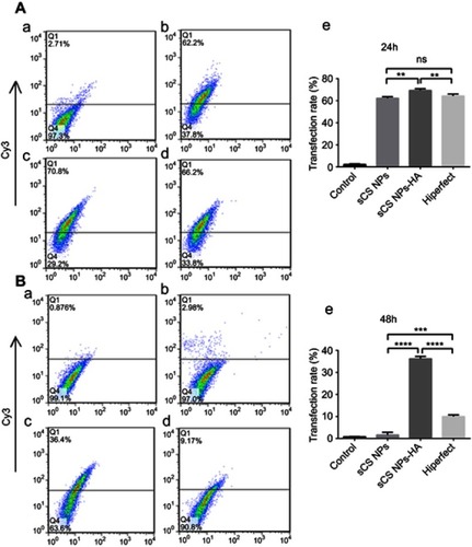 Figure 3 Efficiency of transfection of sCS NPs, sCS NPs-HA, and Cy3-labeled siRNA (Hiperfect transfection) into A549 cells at 24 hrs (A) and 48 hrs (B) (amounts of Cy3-labeled siRNA 2.6 μg) (n=3). a) Control, b) sCS NPs, c) sCS NPs-HA, and d) Cy3-labeled siRNA, e) statistical analysis of transfection rates. In comparison with the Cy3-labeled siRNA transfection group, the sCS NPs-HA group had higher transfection efficiency and the difference was statistically significant. ***P<0.001, ****P<0.0001 (one-way ANOVA (and nonparametric) and t-tests), ns means not statistical significance.