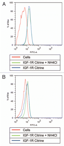 Figure 7 Antibody-Citrine fusions to track acidification in living cells. Cells incubated with or without NH4Cl (NH4) were treated on with an IGF-1 receptor specific antibody carrying Citrine on the C-termini of the light chains (IGF-1R Citrine) for 1 hour on ice. One fraction of both cell populations was analyzed in the FITC channel immediately (A) to monitor Citrine fluorescence. The other fraction was analyzed after 2 h at 37°C (B) to ensure antibody internalization. Untreated cells (Cells) were used as control.