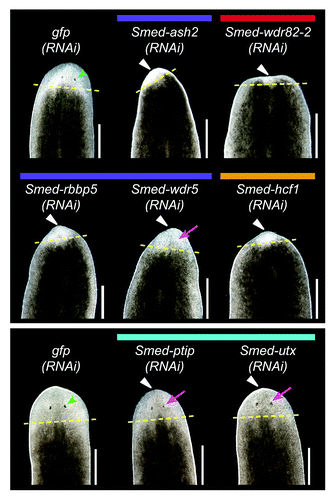 Figure 8. RNAi knockdown of COMPASS complex genes. Planarians were fed dsRNA targeting the indicated gene six times over three weeks and then amputated pre-pharyngeally to assay regeneration. gfp(RNAi) served as a negative control. The worms in the upper and lower panels were imaged after six or ten days of regeneration, respectively. Yellow dashed lines mark the plane of amputation. White triangles indicate reduced blastema formation, green arrowheads indicate normal photoreceptors, and magenta arrows indicate underdeveloped photoreceptors. Scale bars = 0.5 mm.