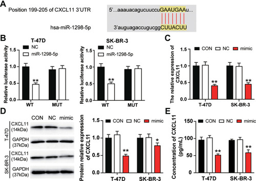 Figure 4 miR-1298-5p directly targeted CXCL11. (A) The binding site between miR-1298-5p and CXCL11 predicted by starBase was illustrated. (B) The binding site was validated using the dual luciferase reporter gene assay after the T-47D and and SK-BR-3 cells were co-transfected with miR-1298-5p mimic/NC and pGL3-CXCL11-3′UTR-WT/pGL3-CXCL11-3′UTR-Mut vectors. WT (wild-type), pGL3-CXCL11-3′UTR-WT. MUT (mutant), pGL3-CXCL11-3′UTR-Mut. **P<0.001 versus pGL3-CXCL11-3′UTR-WT+NC group. (C) The expression of CXCL11 mRNA was detected by RT-qPCR in T-47D and SK-BR-3 cells transfected with miR-1298-5p mimic or negative control. CON, the cells in the control group were cultured without any treatment. NC, the cells in the NC group were transfected with negative control. mimic, the cells in the mimic group were transfected with miR-1298-5p mimic. **P<0.001 versus CON. (D) The expression of CXCL11 protein was detected by Western blotting in T-47D and SK-BR-3 cells transfected with miR-1298-5p mimic or negative control. (E) The protein level of CXCL11 secreted into the culture medium was detected by CXCL11 ELISA assay in T-47D and SK-BR-3 cells transfected with miR-1298-5p mimic or negative control. CON, the cells in the control group were cultured without any treatment. NC, the cells in the NC group were transfected with negative control. mimic, the cells in the mimic group were transfected with miR-1298-5p mimic. *P<0.05, **P<0.001 versus CON.