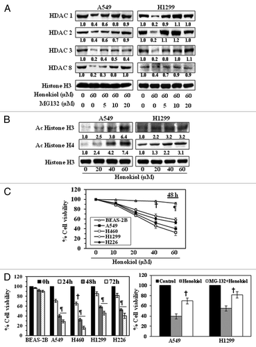 Figure 2. Effect of honokiol on acetylated histones and cell viability in NSCLC cells. (A) Treatment of NSCLC cells with MG132, a proteasome inhibiter, inhibits the effect of honokiol on HDAC proteins. A549 and H1299 cells were treated with honokiol (60 μM) with and without the treatment of MG132 for 72 h, then cells were harvested and nuclear lysates were subjected to western blot analysis. (B) Treatment of NSCLC cells with honokiol for 72 h enhances the levels of acetylated histone H3 and histone H4, as determined by western blot analysis. Equal loading of samples was verified by re-probing the membrane with anti-histone H3 antibody. The relative intensity of each band after normalization for the levels of histone H3 is shown under each blot. (C) Treatment of NSCLC cells with honokiol inhibits cell viability in a dose-dependent manner, but this effect of honokiol is not seen in BEAS-2B normal human bronchial epithelial cells. NSCLC cells and BEAS-2B cells were treated with various concentrations of honokiol for 48 h and cell viability determined using an MTT assay. (D) Honokiol (60 µM) significantly inhibited cell viability of NSCLC cells in a time-dependent manner, whereas a significant growth inhibitory effect was not observed in BEAS-2B cells. The cell viability data are expressed in terms of percent of control (non-honokiol treatment) cells as the mean ± SD of 5 replicates. Significant difference vs. control, ¶ p < 0.001 †p < 0.05 (left panel). Treatment of A549 and H1299 cells with MG-132 (10 μM), a proteasome inhibitor, reduced the cytotoxicity of honokiol (40 μM) in these lung cancer cells (right panel). Significant reduced cytotoxicity or increased cell viability vs. honokiol alone, †p < 0.05.