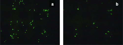 FIG. 9 10 μm fluorescent spheres on muslin cloth (a) before jet removal and (b) post air jet removal.