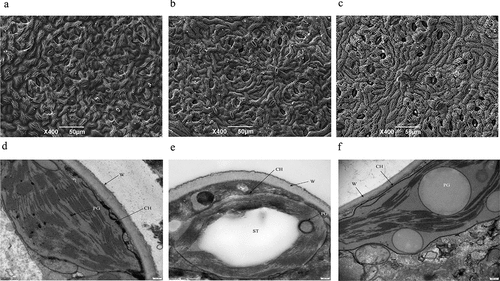 Figure 3. Scanning electron microscope (SEM) and chloroplast ultrastructure (TEM) images of leaves: (a) Stomatal structure under normal conditions; (b) Stomatal structure in moderate drought; (c) stomatal structure under severe drought; (d) Chloroplast ultrastructure in normal condition; (e) Chloroplast ultrastructure in moderate drought; (f) Ultrastructure of chloroplast in severe drought. ST: starch granules; CH: chloroplast; W: cell wall; PG: plastoglobules. The stomatal structure was 50 μm, and the chloroplast ultrastructure was 200 nm.