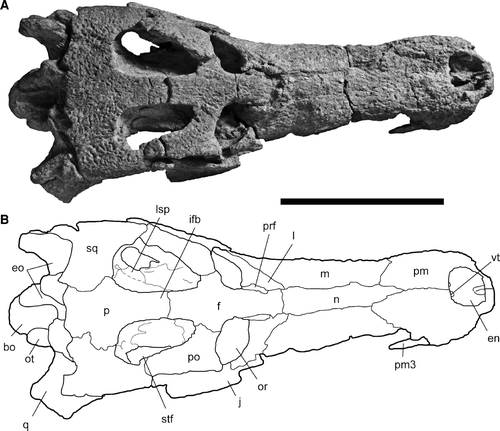 FIGURE 3 Skull of Cerrejinosuchus improcerus, UF/IGM 29, from the Cerrejón coal mine of northeastern Colombia, middle–late Paleocene, in dorsal view. A, photograph; B, sketch. Abbreviations: bo, basioccipital; en, external nares; eo, exoccipital; f, frontal; ifb, interfenestral bar; j, jugal; l, lacrimal; lsp, laterosphenoid; m, maxilla; n, nasal; or, orbit; ot, occipital tuberosity; p, parietal; pm3, third premaxillary tooth; pm, premaxilla; po, postorbital; prf, prefrontal; q, quadrate; sq, squamosal; stf, supratemporal fenestra; vt, ventral tubercle. Dotted line represents a suture which was not clear. Scale bar equals 10 cm.