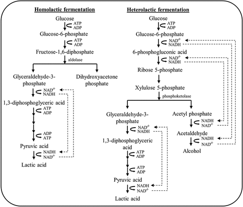 Figure 6. Mechanism of glucose glycolysis for lactic acid formation by lactic acid bacteria.