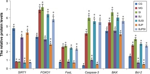 Figure 4 Real-time quantitative RT-PCR analysis of the mRNA levels of SIRT1, FOXO1, FasL, caspase-3, BAX, and Bcl-2.