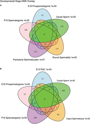 Figure 5. DMR developmental stage overlaps. The DMRs for the different developmental stages (a) are compared to identify overlapping DMRs in the Venn diagram. (b) The comparison of caput and cauda epididymal sperm DMRs in a Venn diagram with PGCs and spermatogonia.