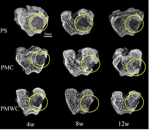 Figure 8 3-D reconstruction images of bone samples from SRmCT after PS, PMC, and PMWC implanted into bone defects of rabbit femur for 4, 8, and 12 weeks.Abbreviations: SRmCT, synchrotron radiation micro-computed tomography; PS, polybutylene succinate; PMC, polybutylene succinate-magnesium phosphate composite scaffolds; PMWC, polybutylene succinate-magnesium phosphate-wheat protein composite scaffolds.