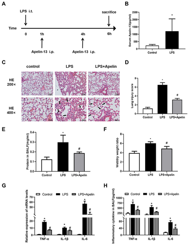 Figure 2 Apelin-13 attenuated histological damage and lung inflammation in mice with LPS-induced lung injury. (A) The intervention dose regimen of apelin-13 in an experimental mouse model of acute lung injury. Mice were injected intraperitoneally with apelin-13 or vehicle 1 h after LPS instillation and 3 h after the initial dose of apelin-13. After 6 h of LPS instillation, the mice were killed and the tissue of lung was obtained for scheduled tests. (B) Expression of apelin-13 in the serum of the control group and the LPS treatment group. (C) Representative H&E-stained lung sections of different groups at 200x and 400 x original magnification. The alveolar walls were with intramural neutrophils (arrows). (D) Histopathological scores of different groups. (E) Total protein levels in BALF of each group. (F) The lung W/D weight ratio was assessed among experimental groups. (G) Levels of TNF-α, IL-1β, and IL-6 in lung tissues were detected by real-time PCR. (H) Levels of TNF-α, IL-1β, and IL-6 in BALF were detected by ELISA. Data were expressed as mean ± SD. *P<0.05 versus control group, #P<0.05 versus the LPS treatment group (n=6).