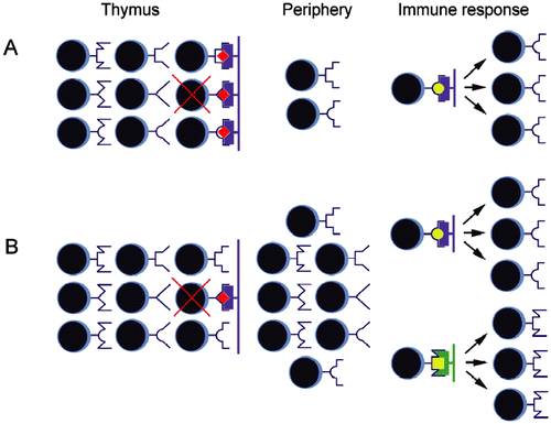 Figure 1.  Difference between two concepts explaining origin of MHC restriction. (A) According to “adaptive differentiation” hypothesis, intrathymic development in contact with self-MHC (purple) presenting self-peptides (red diamonds) results in skewed diversity of T-lymphocytes learned to recognize external antigens (yellow circles) only in the context of self-MHC molecules. T-Lymphocytes not capable to interact with self MHC/peptides complexes undergo extensive “death by neglect.” T-Lymphocytes interacting with “self” too well are subject of negative selection. (B) “Intentional priming” hypothesis assumes an existence of broad peripheral repertoire of T-lymphocytes. According to this hypothesis, MHC restriction is consequence of priming by particular combination of MHC/peptide, allowing responses to antigenic peptides (yellow) presented by self- (purple) and foreign (green) MHC molecules.