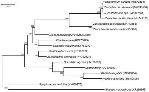 Figure 1. Maximum likelihood phylogenetic tree of Zantedeschia spp. with 16 species belonging to the Araceae family based on chloroplast protein coding sequences. Numbers in the nodes are the bootstrap values from 1000 replicates.