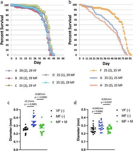 Figure 4. Effect of 29°C temperature on life span and midgut diameter in virgin and mated females. (a, b) Life span assay. The key indicates the 8 groups (a-h), with the temperature of the mating period presented first, followed by the duration of the mating period in days (in parentheses), followed by the temperature used for the remainder of the life span assay. (a) Life span at 29°C. (b) Life span at 25°C. Statistical summary for life span presented in Table 5. (c, d) Maximum midgut diameter assay. Mating was conducted for 2 d at 25°C, and virgins were maintained at 25°C for the same period. Flies were then maintained in presence or absence of mifepristone, as indicated, for 12 d prior to assay. (c) Flies maintained at 25°C after mating period. (d) Flies shifted to 29°C after mating period. Statistical summary for ANOVA and pair-wise comparisons presented in Table S1; the corrected p value for significance is p = 0.05. The change in mean maximum midgut diameter between samples and the p value for significance is presented above the plots. VF, virgin female. MF, mated female. (-), no drug. M, 200 µg/ml mifepristone.