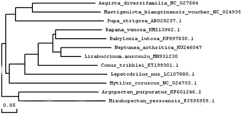 Figure 1. Consensus neighbour-joining tree based on the complete mitochondrial sequence of L. musculu and other 12 mollusc species. The phylogenetic tree was constructed using MEGA 7.0 and DNAMAN 6.0 (MEGA Inc., Memphis, TN) software by the neighbour-joining method. The numbers at the tree nodes indicate the percentage of bootstrapping after 1000 replicates.