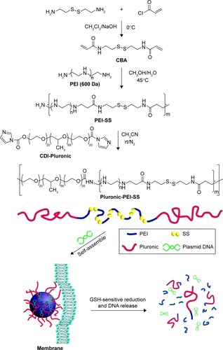 Figure 1 Synthesis of Pluronic-PEI-SS and schematic of the redox-responsive disassembly of Pluronic-PEI-SS/DNA complex in cells.Abbreviations: CBA, cystamine bisacrylamide; PEI, polyethyleneimine; PEI-SS, disulfide-linked PEI; rt, room temperature; CDI, 1,1′-carbonyldiimidazole; GSH, green fluorescent protein.