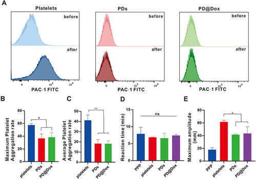 Figure 3 PD@Dox did not active and aggregate under stimuli. (A) Flow cytometry histogram showing the expression of PAC-1 on platelets, PDs, and PD@Dox upon ADP stimulation. (B) Histogram of the maximum platelet aggregation rates in the presence of platelets, PDs, and PD@Dox under ADP stimulation. (C) Histogram of the average platelet aggregation rates in the presence of platelets, PDs, and PD@Dox under ADP stimulation. (D) Histogram of the reaction time in the presence of platelets, PDs, and PD@Dox under Ca2+ stimulation. (E) Histogram of maximum amplitude in the presence of platelets, PDs, and PD@Dox under Ca2+ stimulation. *P<0.05, **P<0.01.