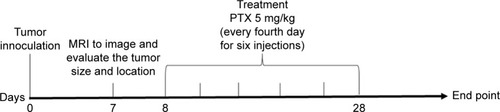 Figure 1 Protocol to study the anti-tumor efficacy of PTX/SPIO-NPs with or without magnetic targeting.Note: Anti-tumor efficacy study timeline.Abbreviations: MRI, magnetic resonance imaging; NPs, nanoparticles; PLGA, poly(lactic-co-glycolic acid); PTX, paclitaxel; SPIO, super paramagnetic iron oxide.