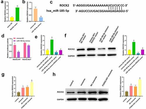 Figure 6. miR-185-5p negatively targeted ROCK2. (a) After transfection of ROCK2 overexpression vector, the expression of ROCK2 was detected using qRT-PCR. (b) Following transfection of miR-185-5p mimics, ROCK2 level was detected using qRT-PCR. (c) The bind sites of miR-185-5p and ROCK2. (d) A dual luciferase reporter assay verified the binding relationship between miR-185-5p and ROCK2. After co-transfection with ROCK2 overexpression vector and miR-185-5p mimics, ROCK2 expressions were analysed using qRT-PCR (e) and western blot (f). *P < 0.05 vs. vector NC, mimics NC, mimics NC +ROCK2 WT, and mimics NC+ NC vector group, #P < 0.05 vs miR-185-5p mimics + NC vector and NC exosome group.