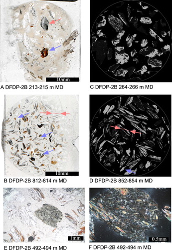 Figure 6. A and B, Scans of thin sections made on the drillsite. A, DFDP-2B_213-215 m MD [ICDP5052EX3L601] displays typical characteristics of Alpine Schist, such as graphitic inclusions in porphyroblasts—in biotite (purple arrowed chip) these are distinct bands reflecting a Mesozoic spaced foliation (Little et al. Citation2002), while in plagioclases they are more distributed but still represent intersection of a planar foliation and the section surface (pink arrowed chip), whereas B, DFDP-2B_812-814 m MD [ICDP5052EX0P601], displays evidence of mylonitic deformation, particularly sigmoidal clasts (indicated by purple arrows), whose overall shape has been affected by the operation of C-type shear bands (e.g. between the pink/red arrows). C and D are K2O maps of the surfaces of pucks from which these thin sections were cut. These also demonstrate textural differences between C, Alpine Schist sample DFDP-2B_264-266_CU [ICDP5052EUF8001] and D, mylonite DFDP-2B_852-854 m MD [ICDP5052EXXP601]. E and F illustrate an amphibolite chip observed in DFDP-2B_492-494_CU [ICDP5052EXIK601] in plane polarised and cross polarised light, respectively. The latter highlights a crenulated foliation.