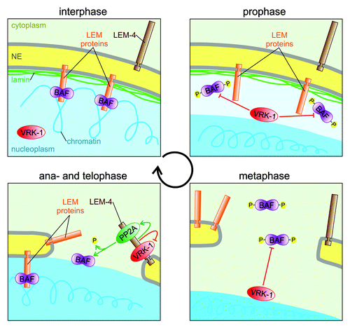 Figure 1. Model of the evolutionarily conserved regulatory mechanism controlling the function of BAF during cell cycle. During interphase BAF dimers (purple) bind LEM domain proteins (orange) of the INM and DNA to link the NE with the chromatin (blue). During mitotic entry the NE breaks down. At the nuclear periphery (prophase) and later on the condensed chromatin surface (prophase and metaphase) VRK-1 (red) phosphorylates BAF to keep it away from its binding partners. During mitotic exit (ana- and telophase) NE reforms around the decondensing chromatin. LEM-4 binds to VRK-1 and inhibits its enzymatic activity. Furthermore, LEM-4 also binds to a PP2A complex (green) and promotes its activity to dephosphorylate BAF. Consequently, BAF is recruited to the chromatin surface where it can bind LEM domain proteins to reform the NE.