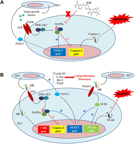 Figure 1 An illustration outlining the potential role of the MK signaling pathway in the acquired resistance to SOR by HCC cells. (A) The standard molecular mechanism of SOR when acting on HCC cells. (B) The overexpression of MK in HCC mechanistically opposes the therapeutic effects of SOR via upregulating STAT-3 and NF-kB and downregulating Caspase-3. The figure is reprinted from J Controlled Release, Volume 331, Younis MA, Khalil IA, Elewa YHA, Kon Y, Harashima H. Ultra-small lipid nanoparticles encapsulating sorafenib and midkine-siRNA selectively-eradicate sorafenib-resistant hepatocellular carcinoma in vivo.335-349,Citation107 with permission from Elsevier (Copyright 2021, Elsevier).