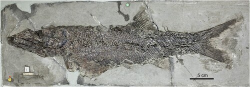 FIGURE 1. Furo orthostomus (Agassiz, Citation1842), holotype NHMUK PV P.465 (Natural History Museum, Citation2023).
