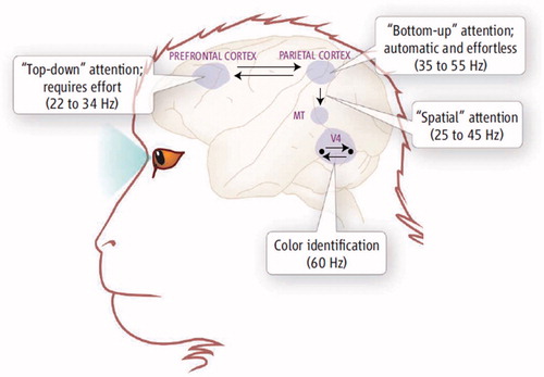 Figure 1. As shown in this illustration from Knight [Citation19], only the ‘Bottom-up’ attention network is effortless and automatic. ‘Top-down’ attention, memory or visual processing all requires effort. The image is based on electrophysiological studies of the mammalian brain, as referenced by the oscillatory findings given as hertz (Hz) frequencies. Used with permission from Science.